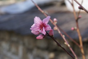 Frühlingserwachen auf Korfu